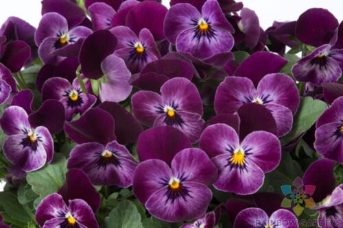 200 Floral Power Raspberry Pansy Viola Seeds For Garden USA Seller
