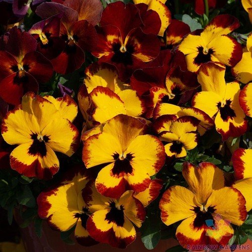 200 Freefall Xl Fire Pansy Viola Seeds For Garden USA Seller