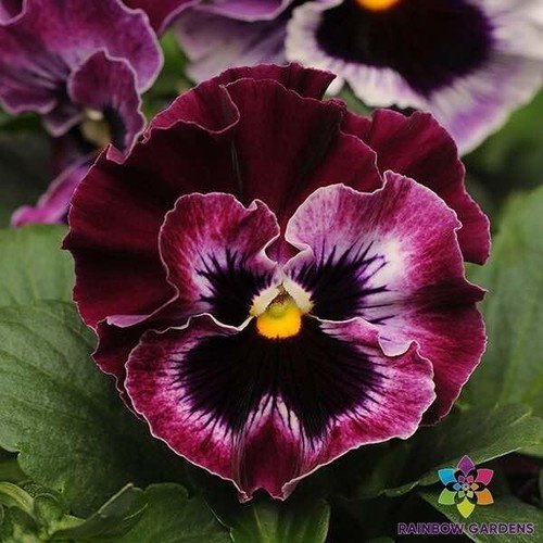 200 Frizzle Sizzle Raspberry Pansy Viola Seeds For Garden USA Seller