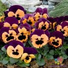200 Inspire Purple And Orange Pansy Viola Seeds For Garden USA Seller