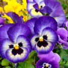 200 Johnny Jump Up Pansy Viola Seeds For Garden USA Seller