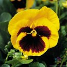 200 Majestic Giants Yellow With Blotch Pansy Viola Seeds USA Seller