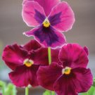 200 Ruby Mix Pansy Viola Seeds For Garden Planting USA Seller 200 Ruby Mix Pansy Viola Seeds For Garden Planting USA Seller