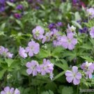25 Joan Baker Geranium Seeds For Garden Planting USA Seller