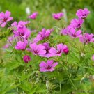 25 Patricia Geranium Seeds For Garden Planting USA Seller