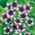25 Salome Geranium Seeds For Garden Planting USA Seller