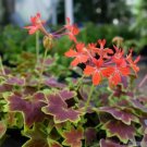 25 Vancouver Centennial Geranium Seeds For Garden USA Seller