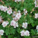 25 Biokovo Geranium Seeds For Garden Planting USA Seller