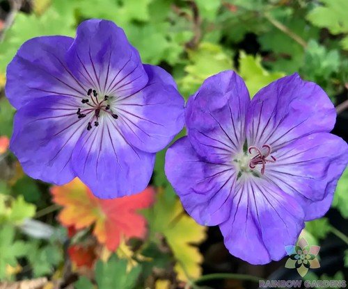 25 Azure Rush Geranium Seeds For Garden Planting USA Seller