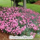 200 Allwood'S Pink Carnation Seeds For Garden Planting USA Seller