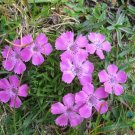 200 Glacier Carnation Seeds For Garden Planting USA Seller