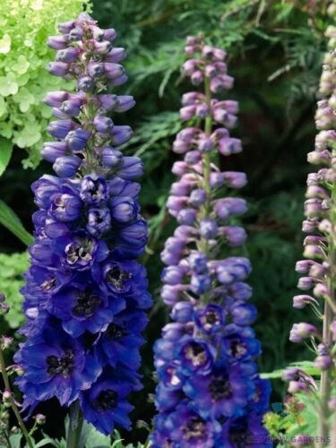 200 Magic Fountains Dark Blue Bee Delphinium Seeds For Garden USA Seller