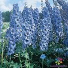 200 Pacific Giant Blue Jay Delphinium Seeds For Garden USA Seller