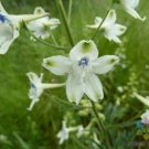 200 Peacock Larkspur Delphinium Seeds For Garden USA Seller