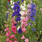 200 Rocket Imperial Mix Delphinium Seeds For Garden USA Seller