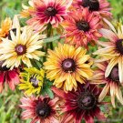 200 Sahara Mix Rudbeckia Seeds For Garden Planting USA Seller