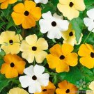 200 Vine Mix Rudbeckia Seeds For Garden Planting USA Seller