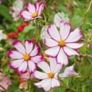 200 Sensation Picotee Cosmos Seeds For Garden Planting USA Seller