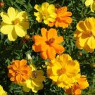 200 Sulphur Carpet Mix Cosmos Seeds For Garden Planting USA Seller