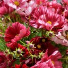 200 Velouette Cosmos Seeds For Garden Planting USA Seller