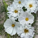 200 White Mix Cosmos Seeds For Garden Planting USA Seller