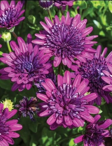 50 Blue & Purple 3D Cape Daisy Seeds For Garden Planting USA Seller