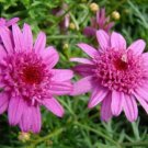 200 Canary Marguerite Daisy Seeds For Garden Planting USA Seller