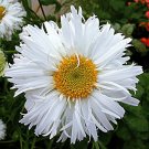 200 Crazy Shasta Leucanthemum X Superbum Daisy Seeds USA Seller