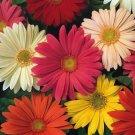 200 Jamesonii Mix Gerbera Daisy Seeds For Garden USA Seller