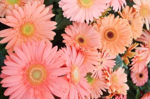 200 Light Pink Gerbera Daisy Seeds For Garden Planting USA Seller