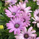200 Light Purple Cape Daisy Seeds For Garden Planting USA Seller