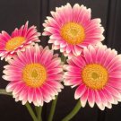 200 Pink & White Gerbera Daisy Seeds For Garden Planting USA Seller