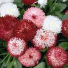 200 Red & White English Daisy Seeds For Garden Planting USA Seller