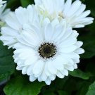 200 White Gerbera Daisy Seeds For Garden Planting USA Seller