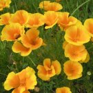 200 California Golden West Poppy Seeds For Garden USA Seller