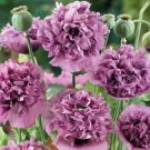 200 Violetta Blush Poppy Seeds For Garden Planting USA Seller