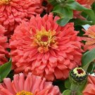 100 Senora Zinnia Seeds For Garden Planting USA Seller