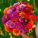 100 Purple Dream Mix Zinnia Seeds For Garden Planting USA Seller