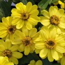 100 Profusion Lemon Zinnia Seeds For Garden Planting USA Seller