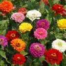 100 California Giants Zinnia Seeds For Garden Planting USA Seller