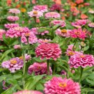 100 Illumination Zinnia Seeds For Garden Planting USA Seller
