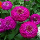 100 Lilliput Purple Zinnia Seeds For Garden Planting USA Seller