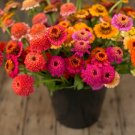 100 Candy Mix Zinnia Seeds For Garden Planting USA Seller