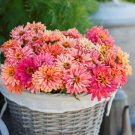 100 Cactus Pink Shades Zinnia Seeds For Garden Planting USA Seller 100 Cactus Pink Shades Zinnia Seeds For Garden Planting USA Seller