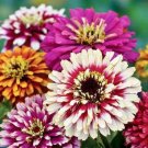 100 Whirligig Mix Zinnia Seeds For Garden Planting USA Seller