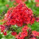 100 Red Volcano Phlox Seeds For Garden Planting USA Seller