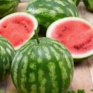 50 Cal Sweet Bush Watermelon Seeds For Garden Planting USA Seller