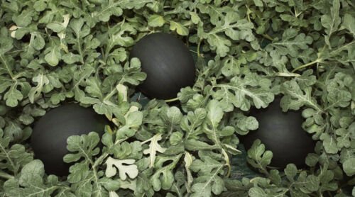 50 Blacktail Mountain Glenn Drowns Watermelon Seeds USA Seller