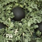 50 Blacktail Mountain Glenn Drowns Watermelon Seeds USA Seller