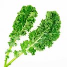 500 Dwarf Siberian Cabbage Seeds For Garden Planting USA Seller
